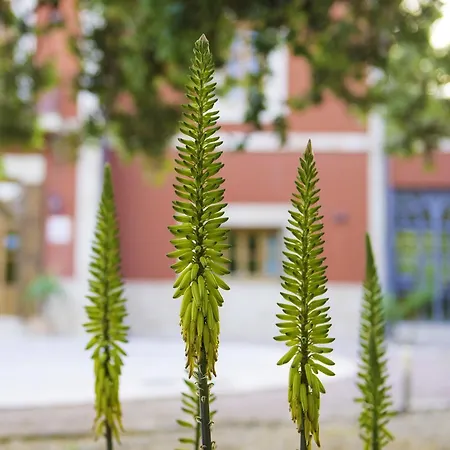 Buenavista (adults Only)