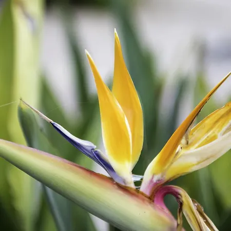 Buenavista (adults Only) Hotel