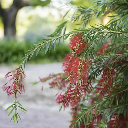 Buenavista (adults Only) Dénia