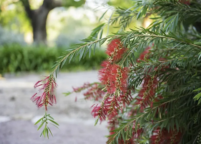 Buenavista (adults Only) Denia