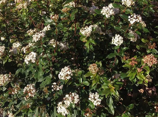 Buenavista (adults Only) 4*